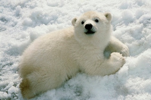 Polar Bear Cub playing in snow Alaska Zoo